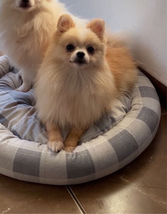 Femela Pomeranian crem/roșcat cu PEDIGREE