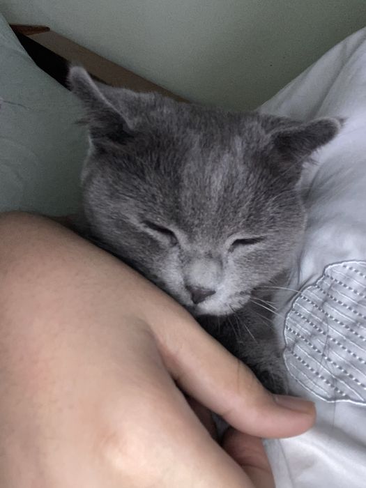 Scottish Fold mushuk