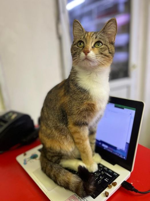 Кошечка-лапочка создана для любви и счастья