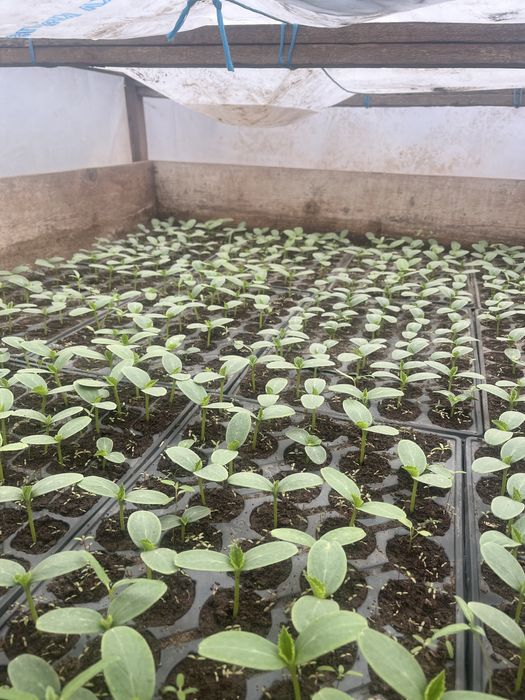 Rosii Rila,Castraveti-Spino