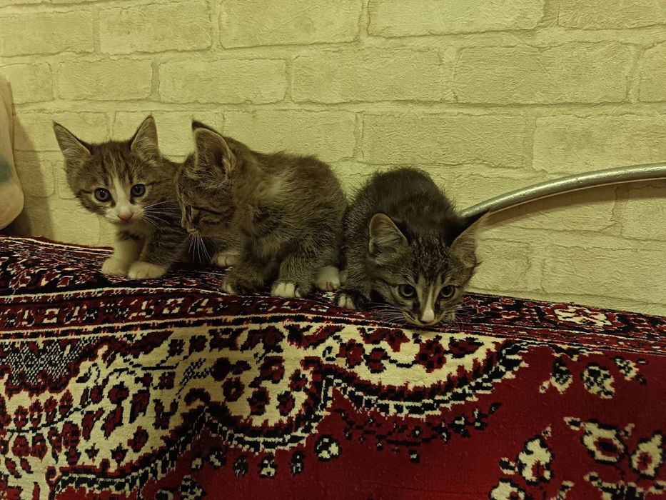 Mushukchalar hadyaga