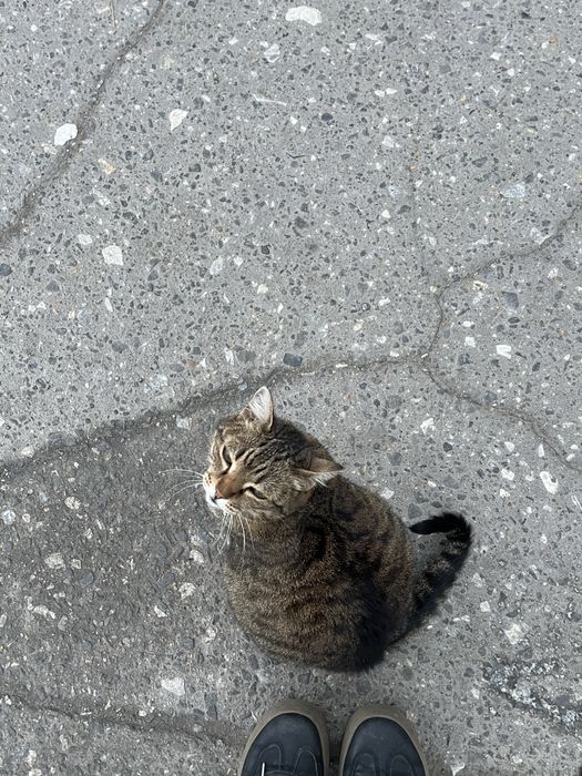 потерялась кошка? беременная