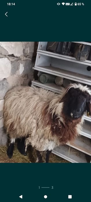 Продам баран бараниха