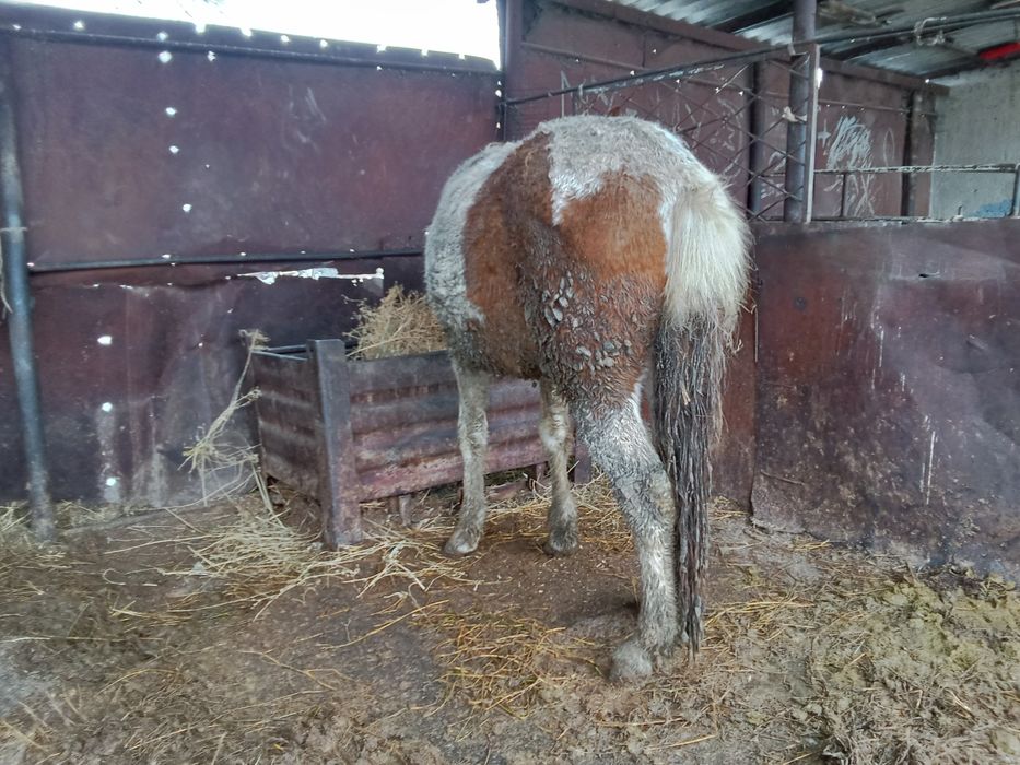 Кунан сатылады 2 жасар