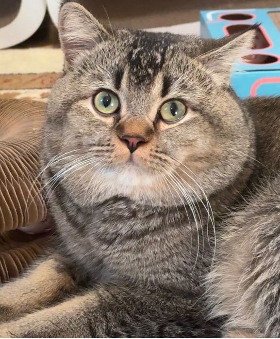 Скоттиш фолд чистокровные