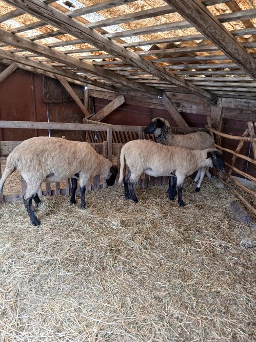 Vand 3 carlani rasa Suffolk