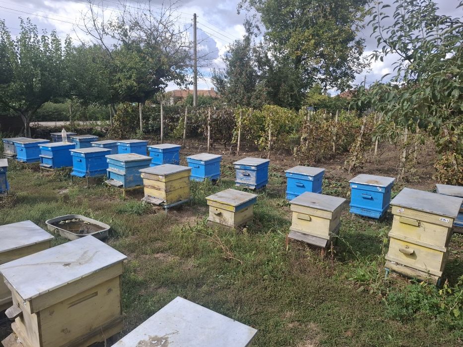 Продавам пчелни семейства.