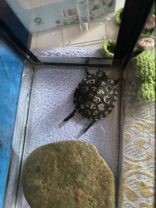 Продам черепаха