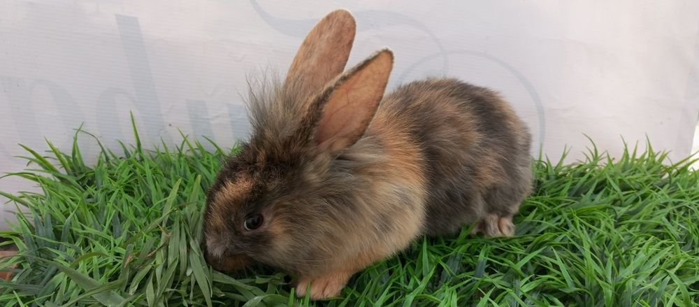 Quyon bolari sotiladi