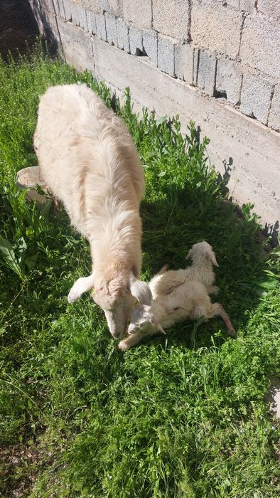Ешікі сатылады балдарымен