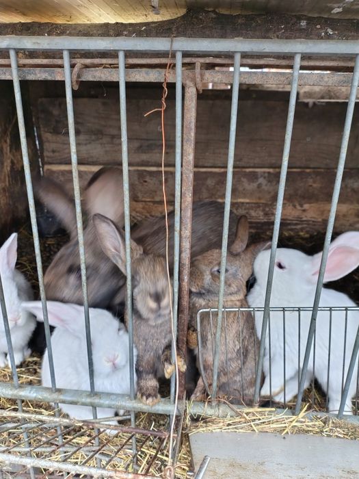 Vând iepurasi uriaș germani