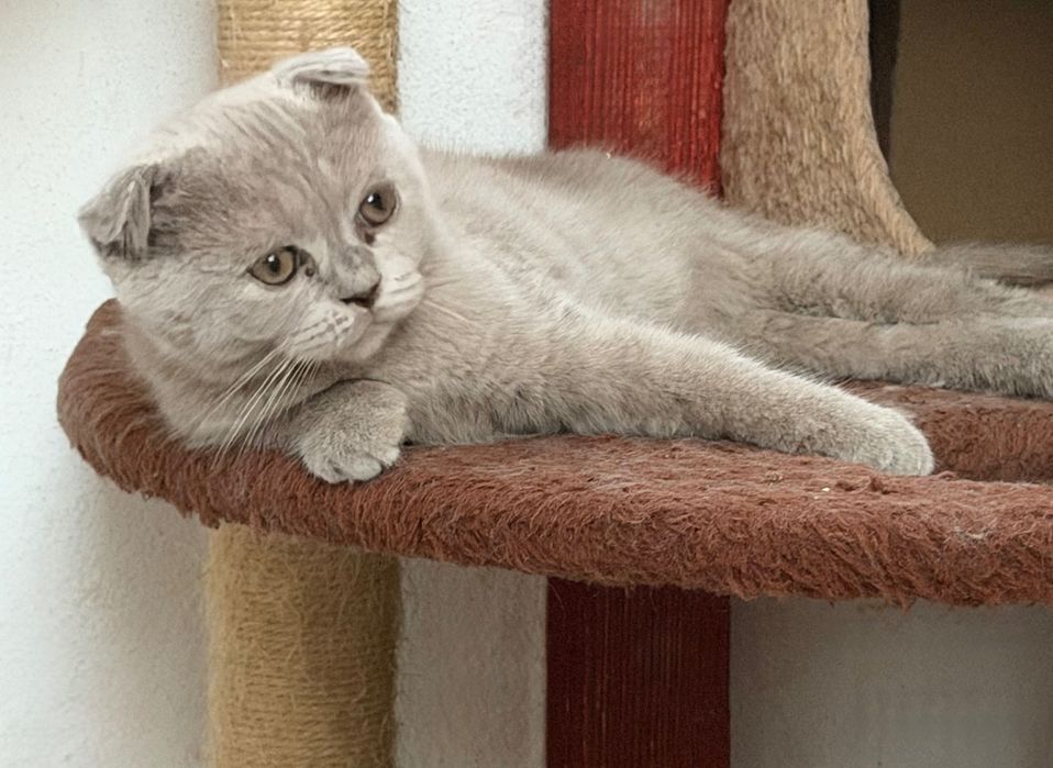 Scottish fold lila