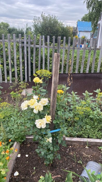 Дача в Уралочках