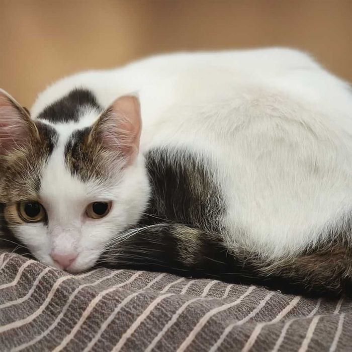 Котка Бела търси дом