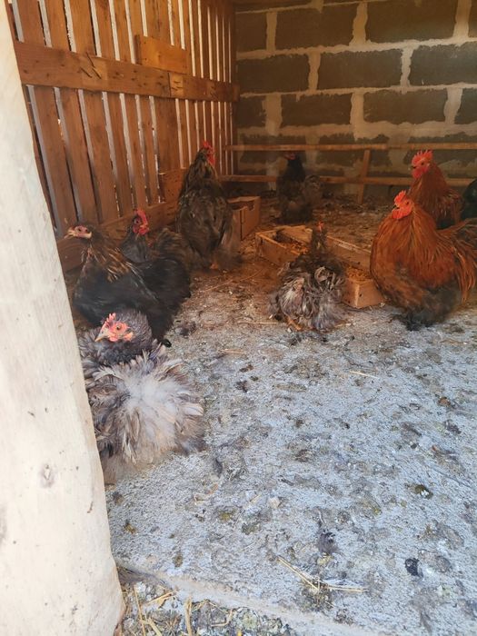 Гъски, патици и мини кохин