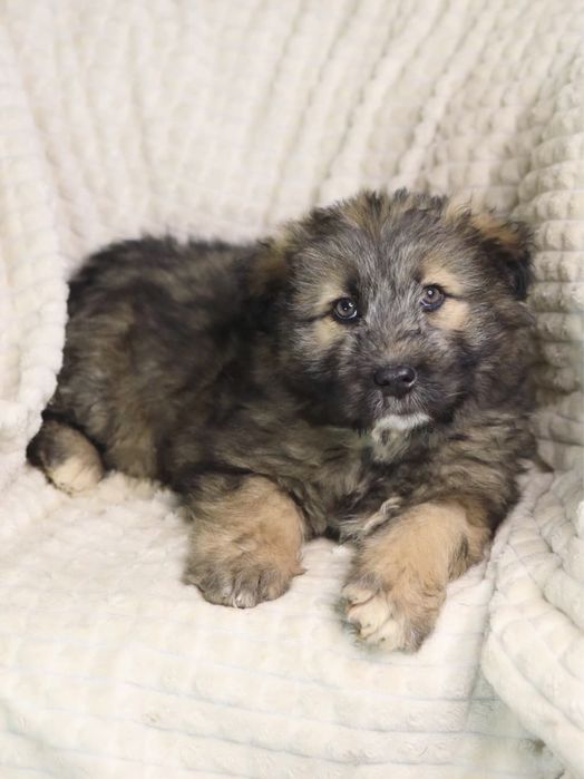 Щенок ищет добрые руки и дом