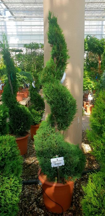 Tuia spirală 2m plus