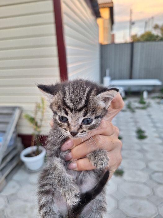 Отдам котят в добрые руки