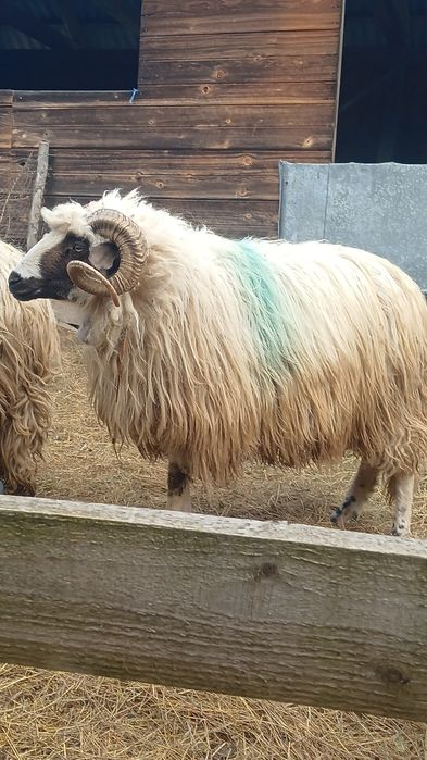 Vand berbec din oi bune