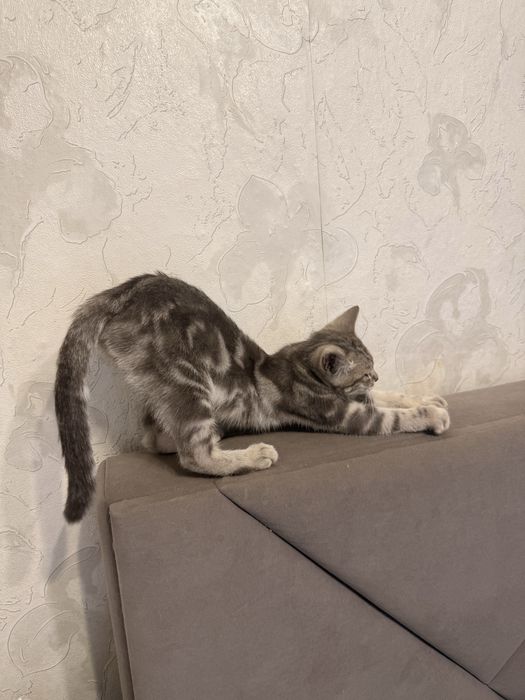Мальчик котенок трех месяцев
