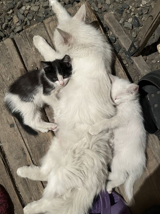 Отдам котят в хорошие руки