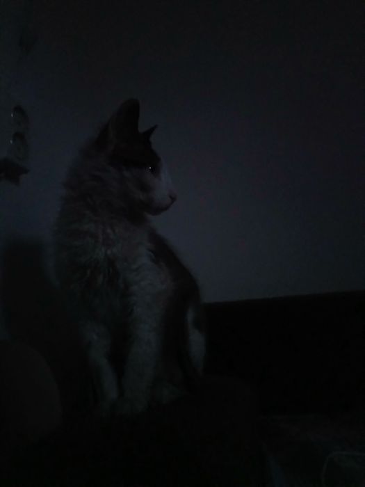 Кот сфинкс Корниш-рекс