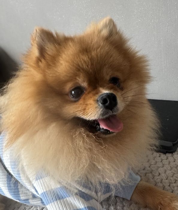 Померан с чип и всички ваксини