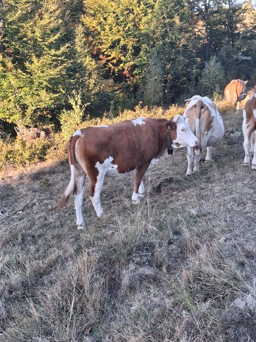 De vânzare vaca si juninca pentru abator