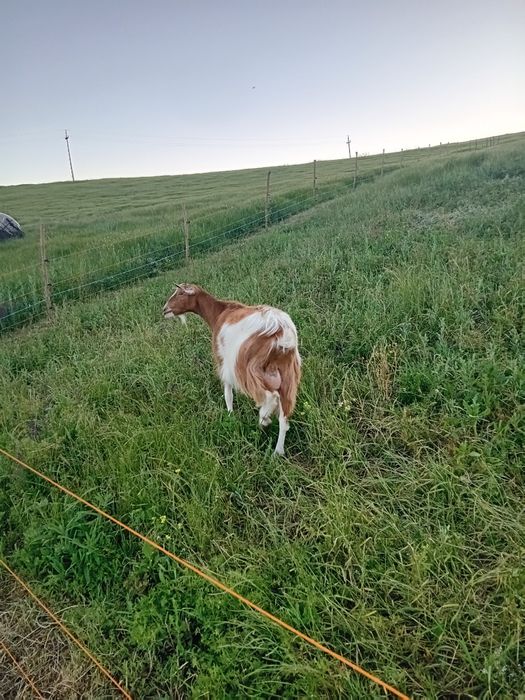 Capră de vânzare