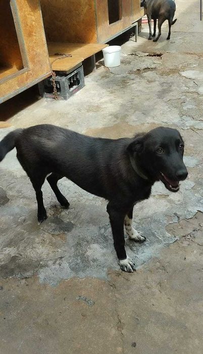 Пристраивается собачка