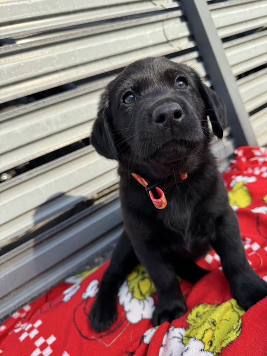 Labrador de vanzare