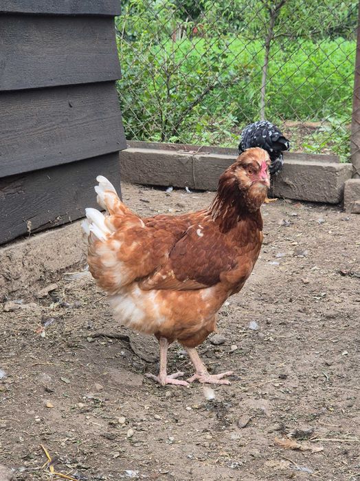 Ouă pentru incubat din rasa Australorp și moțate, încălțate cu gâtul gol. Poenari, Giurgiu