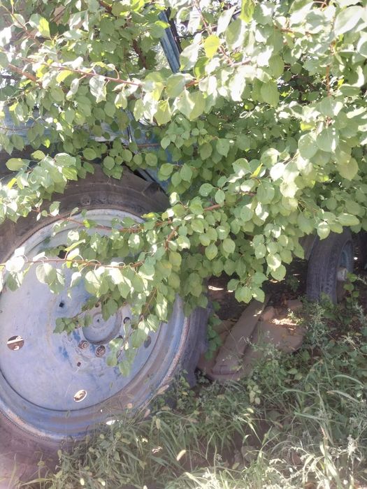 Трактор бар журмей тур