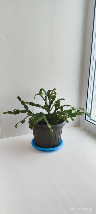 Продам цветы комнатные