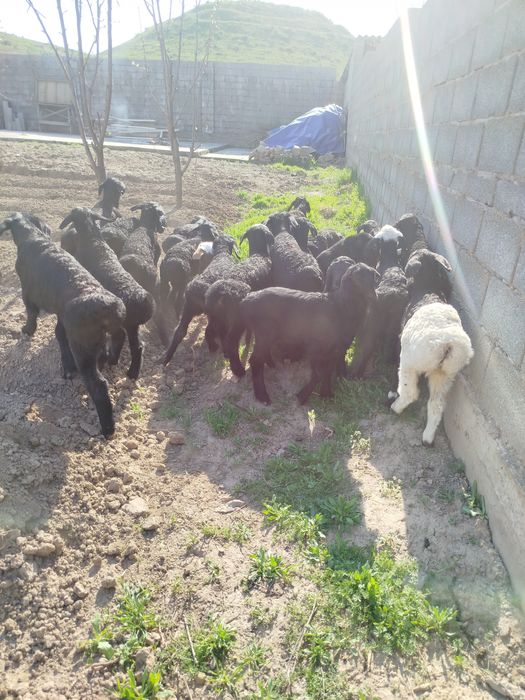 Козы қозы қозыкозы