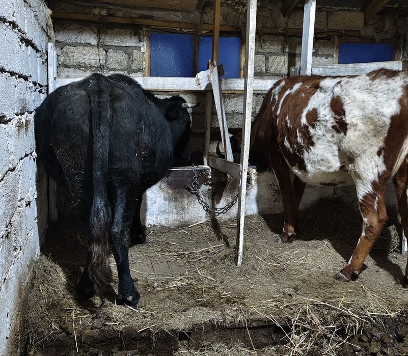 Продам дойных коров 12шт
