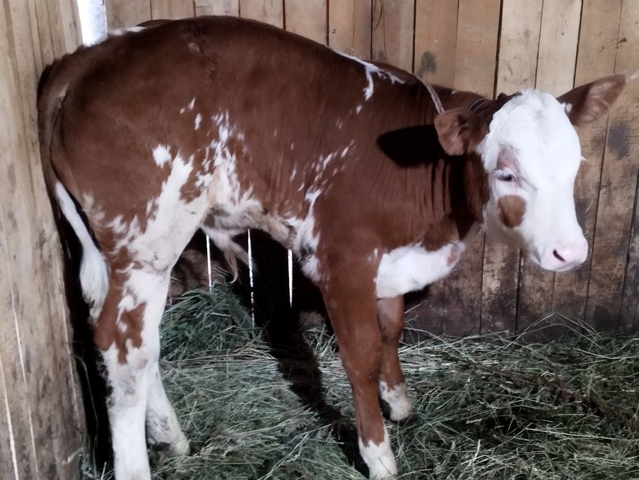 Vând 2 viței înțărcați un angus și un bălțat românesc două tăuraș de trei luni
