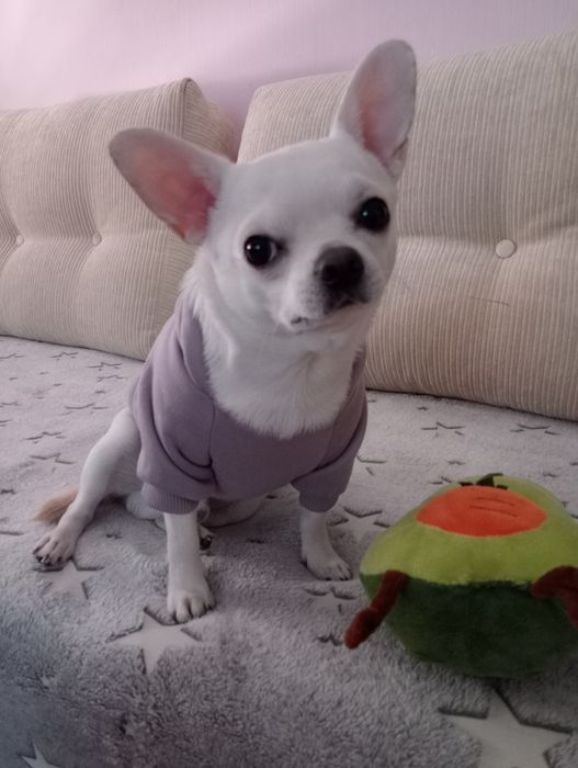 Вязка кобель. Мальчик Чихуахуа