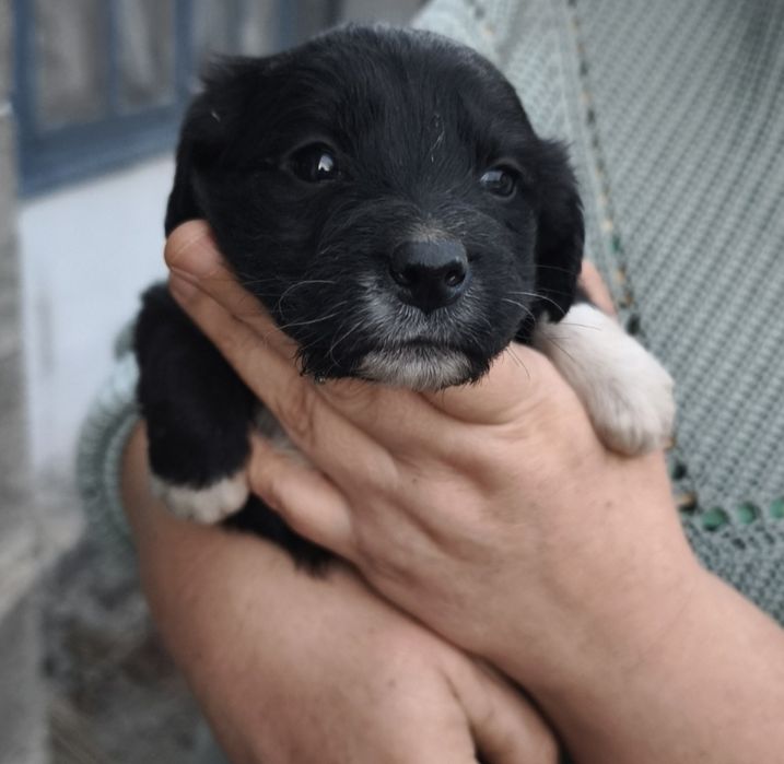 Отдаем щенков помесь со Спаниэлем