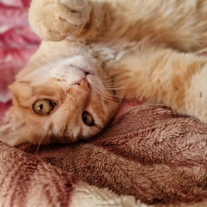 Сладкий котик Босс