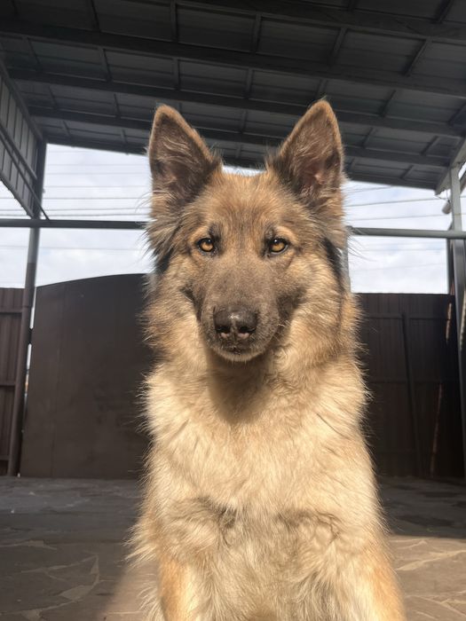 Отдам собаку в добрые руки. В дар.