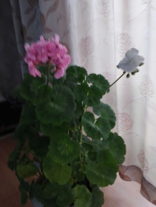 Домашние цветы продам.