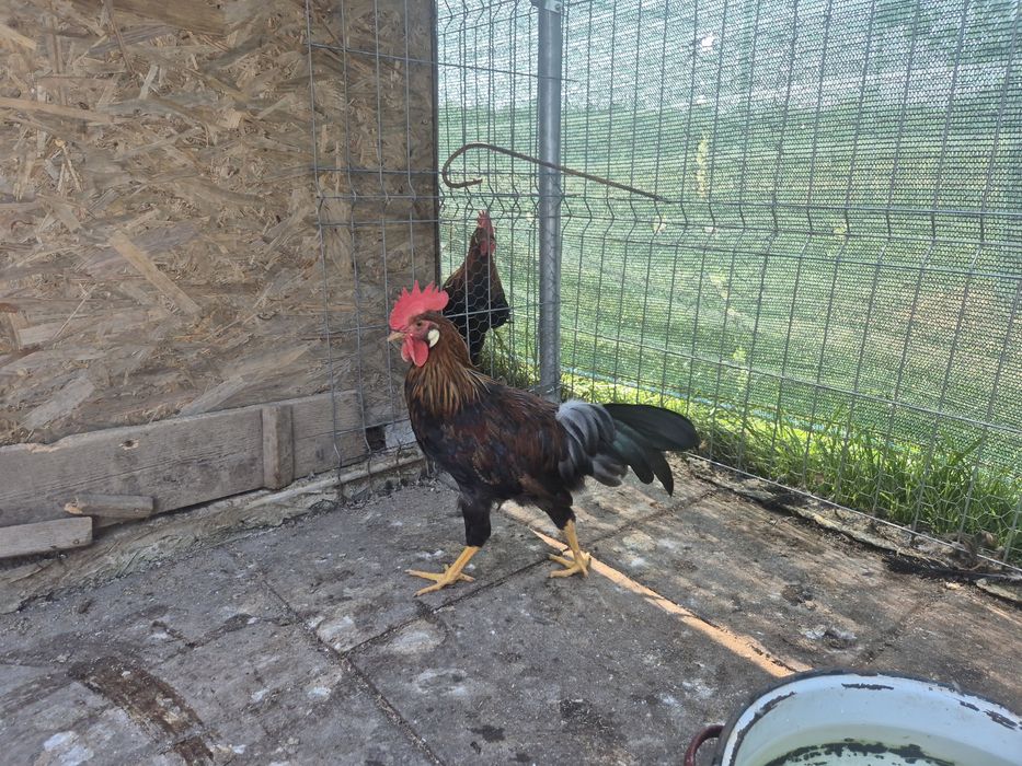 Cocosei Italiana potarnichie