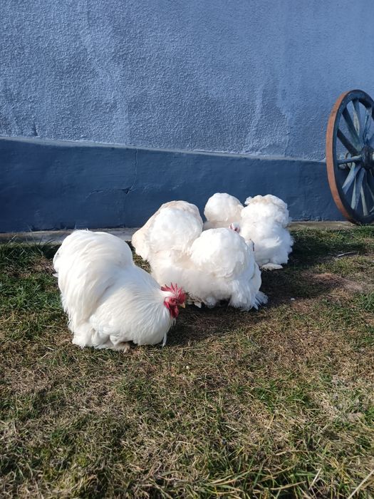 Oua incubat cochinchina pitic