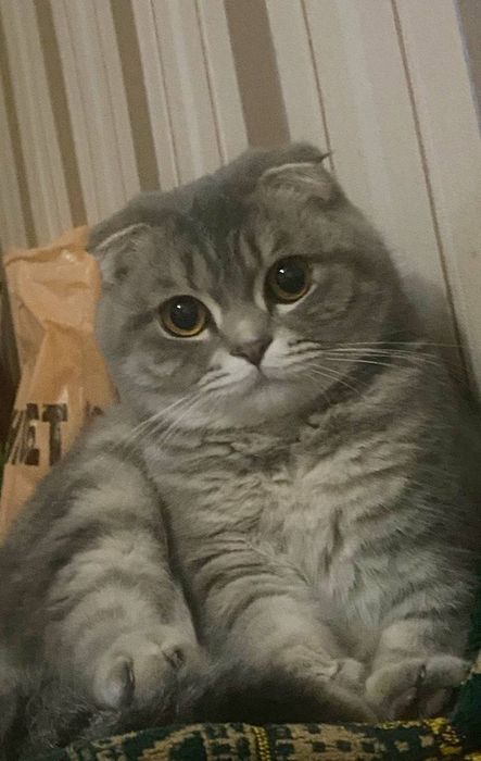 Катята ташкент ,