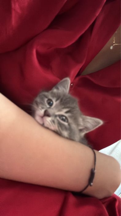 Отдам котенка в хорошие и добрые руки.