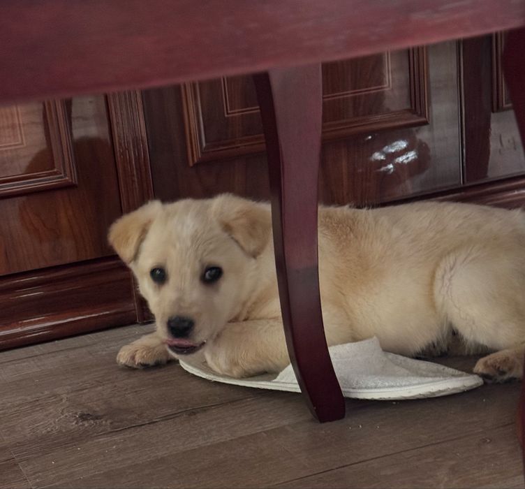 Пристаивается замечательный щенок.