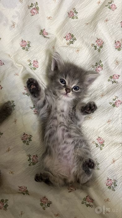 Продается котенок