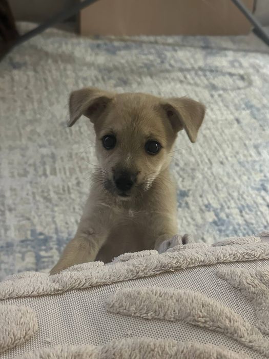 Отдам шенка в добрые руки