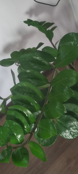 Замиокулькос или долларовое дерево